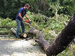 Reliable Munday, TX  Tree Services Solutions