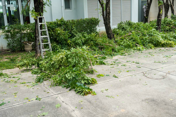 Why Choose Our Tree Removal Services in Munday, TX?